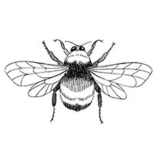 Coloring Sheet of Red Tailed Bumblebee Bee Wings Drawing, Bumble Bee Illustration, Bee Outline, Ladybug Coloring Page, Bee Wings, Bee Images, Bee Coloring Pages, Drawing Hands, Bee Illustration