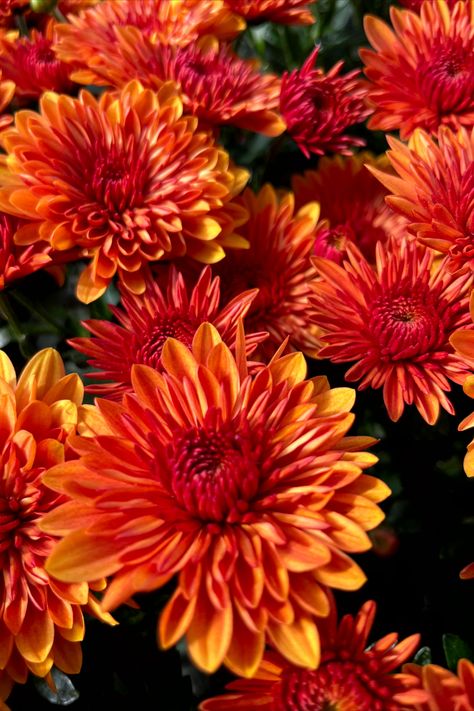 Stunning colors of fall mums. Garden Mums, Milo Murphy, Mum Flower, South Indian Bride Saree, Garden Mum, Flower Types, Fall Mums, Mums Flowers, Colors Of Fall