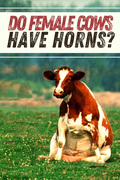 Do Female Cows really have Corns? What Does A Female Cow Use Its Horns For? Comparison between Longhorn , Dairly, Highland , Blank Angus, Hereford, Limousin ,Holstein female cows. Limousin, Hereford, Female Cow, Cow Skull Art, Hereford Cows, Male Vs Female, Holstein Cows, Cow Horns, Dairy Cows