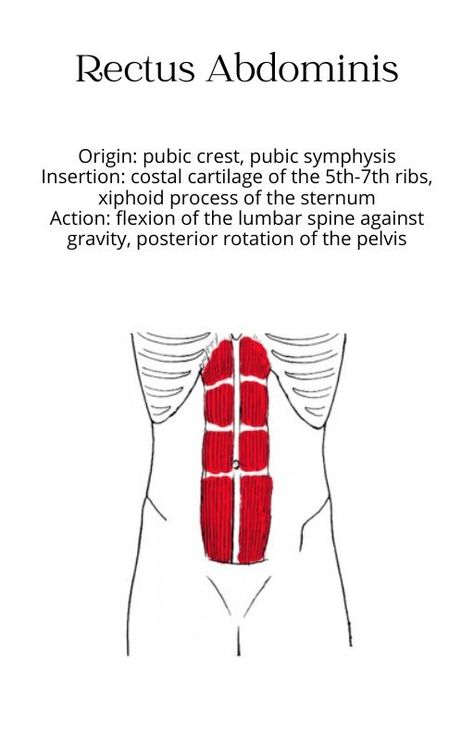 muscle anatomy bony structure studying rectus abdominis chart origin insertion action innervation athletic training physical therapy nursing doctor healthcare health professions physiology school Muscle Chart Anatomy, Muscle Chart, Body Muscle Anatomy, Rectus Abdominis Muscle, Rectus Abdominis, Physical Therapy Student, Human Body Facts, Basic Anatomy And Physiology, Anatomy Physiology