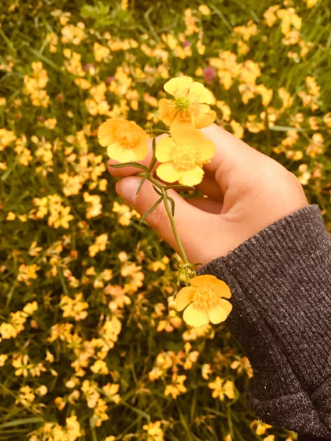 Buttercup Aesthetic Flower, Wilting Flowers Aesthetic, Buttercup Flower Aesthetic, Buttercups Aesthetic, Birch Aesthetic, Buttercups Flower, Buttercup Aesthetic, Buttercup Field, Undertale Aesthetic