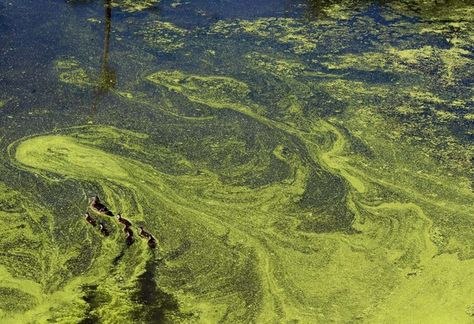 What Hikers Should Know About Toxic Algae Blooms - MSR Blog Eco Friendly Laundry Detergent, Eco Friendly Laundry, Artificial Leaf, Water Bodies, Water Sources, Fish Pond, Photosynthesis, Water Quality, The Environment