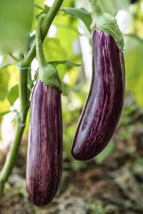 Growing your own eggplant is super easy! Read this complete guide from Gardener's Path now for all that you need to know