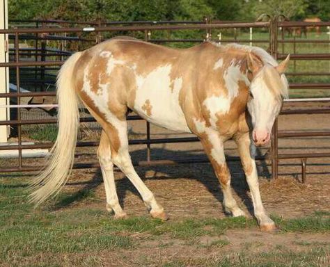 Palomino overo Paint Horses, Pinto Horses, Overo Horse, Unusual Horse, Horse Markings, Cai Sălbatici, Tennessee Walking Horse, American Paint Horse, Pinto Horse