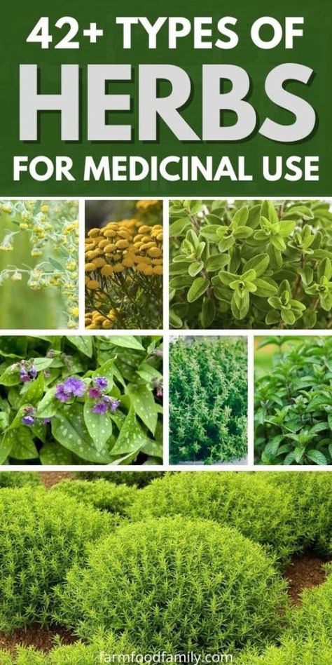 42+ Different Types of Herbs to Grow in Your Garden for Medicinal Use (Photos) 46 Medicine Garden Healing Herbs, Plants Used For Medicine, Herbs For Medicinal Purposes, Growing Medicinal Herbs, Herbal Medicine Garden, Herbal Garden Ideas, Editable Flowers, Medicinal Gardening, Medicinal Herbs Remedies