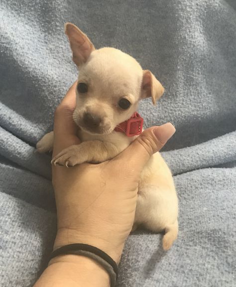 Teacup Chihuahua Puppies For Sale Near Me, Chihuahua Puppies For Sale Near Me, Teacup Maltipoo For Sale, Cute Chihuahuas, Teacup Dogs For Sale, Teacup Chihuahua For Sale, Capuchin Monkeys, Chihuahua Mix Puppies, Chihuahua For Sale