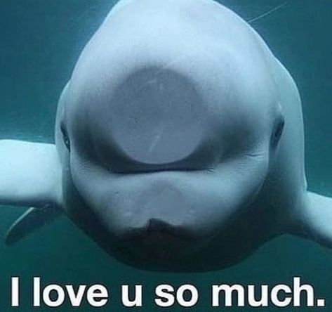 #meme #cute #belugawhale Luv U, Beluga Whale, Beautiful Sea Creatures, Love U So Much, I Love U, I Luv U, Water Dog, Marine Biology, Silly Animals