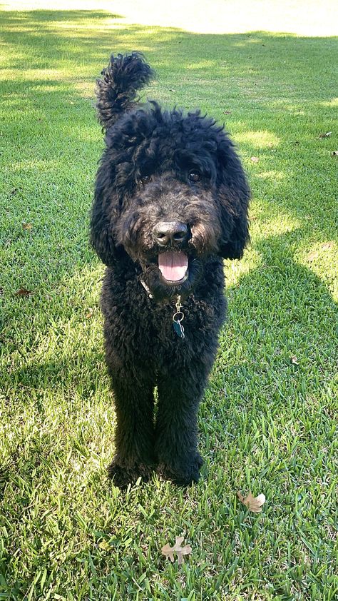 Black Golden Doodle Haircut Styles, Golden Doodle Black, Black Doodle Dog, Labradoodle Pictures, Black Goldendoodle, Goldendoodle Black, Goldendoodle Mom, Golden Doodles, Golden Doodle