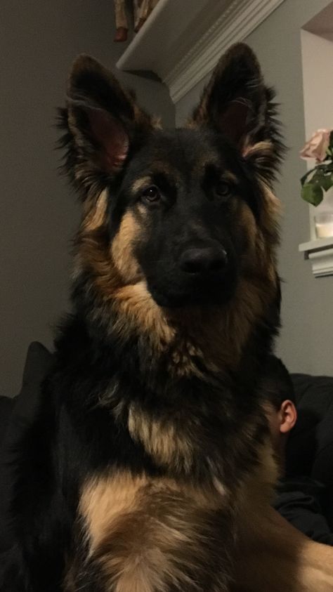 German Shepherd Princeton Cute Dog German Shepherd, Pretty German Shepherds, Cute Dog Wallpaper German Shepherds, Cute Dogs German Shepherds, German Shepherd Dogs Aesthetic, Man With German Shepherd, Cute German Shepherd Aesthetic, Sherman Shepherd Dogs, Rottweiler Australian Shepherd