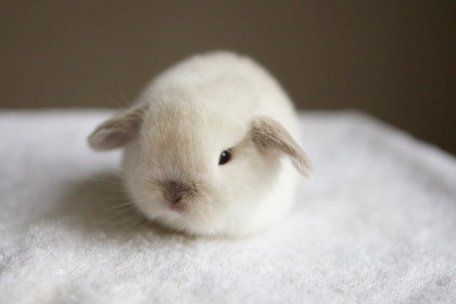 Netherlands Dwarf Baby Bunny Cute Bunny Pictures, Baby Animals Pictures, Bunny Pictures, Pet Bunny, Super Cute Animals, Baby Animals Funny, Fluffy Animals