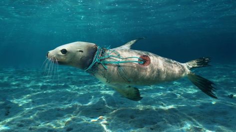 Marine Pollution, Ocean Pollution, Water Pollution, Fishing Net, Plastic Pollution, Sea Lion, Marine Animals, Save Earth, In The Ocean