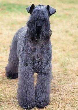 Dog Breeds That Dont Shed, Karelian Bear Dog, Guard Dog Breeds, Muddy Dog, Kerry Blue Terrier, Dog Breeds Medium, Dog Salon, Irish Terrier, Terrier Breeds