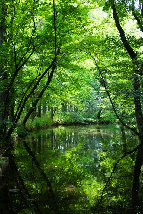 Yoshihiro Ogawa: Green shower Matka Natura, Green Forest, Green Landscape, Green Nature, Alam Yang Indah, Green Beauty, Green Trees, Lush Green, Green Aesthetic