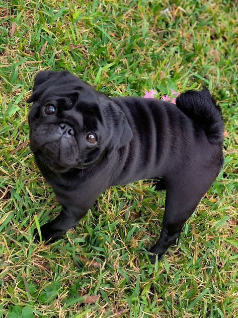 Baby Black Pug, Pugs Black, Funny Pug Videos, Puppies Yorkie, Dog Easter Basket, Pug Black, Pomeranian Poodle, Teacup Pug, Puppy Pomeranian