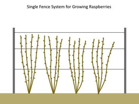 Propagate Raspberries, Raspberry Trellis, Cyclone Fence, Raspberry Canes, Trellis System, Growing Raspberries, Raspberry Bush, Raspberry Plants, Berry Garden