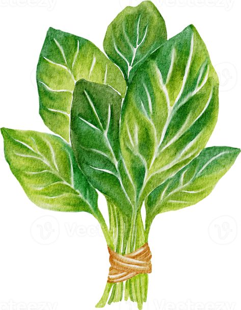 Spinach Drawing, Spinach Illustration, Farmer Market, Recipe Journal, Spinach Leaves, Food Journal, Plant Art, Free Png, Art Inspo