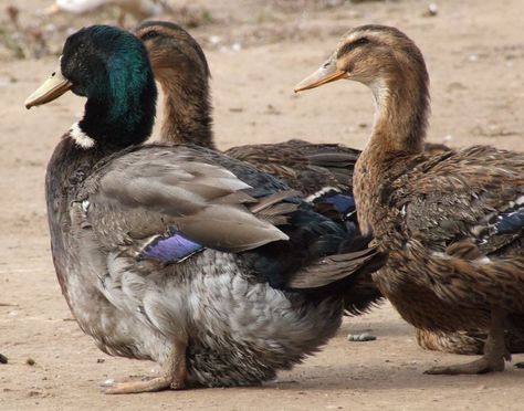 Rouen Ducks, Rouen Duck, Backyard Ducks, Duck Breeds, Meat Birds, Raising Ducks, Create Board, Selective Breeding, Duck Eggs