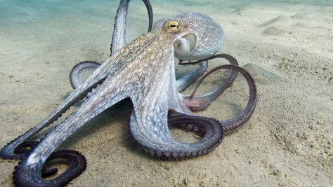 Types Of Octopus, Octopus Photography, Common Octopus, Blanket Octopus, Mimic Octopus, Octopus Species, Octopus Pictures, Giant Pacific Octopus, Dumbo Octopus