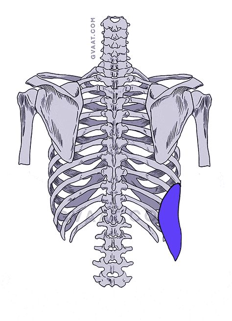 Human Back Anatomy, Back Anatomy Drawing, Skeleton Art Drawing, Back Anatomy, Shoulder Anatomy, Bone Drawing, Human Back, Skeleton Anatomy, Back Drawing