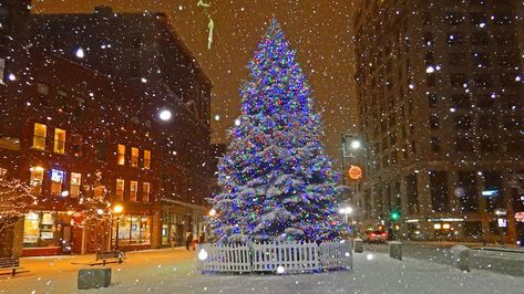 Portland Christmas Tree Portland Maine Aesthetic, Maine Christmas, Maine Aesthetic, Maine Homes, New England Christmas, Maine Photography, State Of Maine, Maine Vacation, Downtown Portland