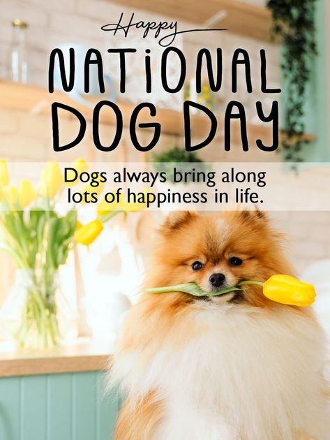 There’s something magical about hugging a dog. It will make you feel calm and loved. You just feel happy when a dog that loves you is around. It is through what they say, dogs bring a whole lot of happiness to those who care for them. They are like angels in disguise. Happy National Dog Day, National Dog Day, Birthday Reminder, Dog Day, Birthday Calendar, In Disguise, National Holidays, Cards Birthday, Birthday Greeting