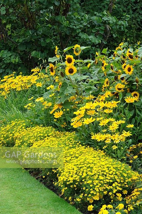 Yellow bedding scheme with Tagetes 'Lemon Gem', Rudbeckia 'Prairie Sun' and sunflowers Rice Image, Yellow Bedding, Sunflower Garden, Cut Flower Garden, Garden Show, Garden Photography, Vegetable Garden Design, Garden Borders, Small Garden Design