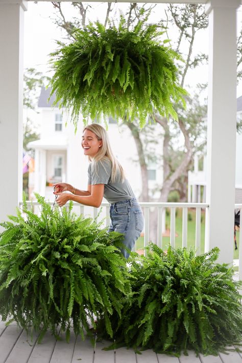 Wildflower Home, Fern Planters, Home Front Porch, Hanging Ferns, Hanging Plants Outdoor, Plants Hanging, Porch Plants, نباتات منزلية, Front Porch Ideas