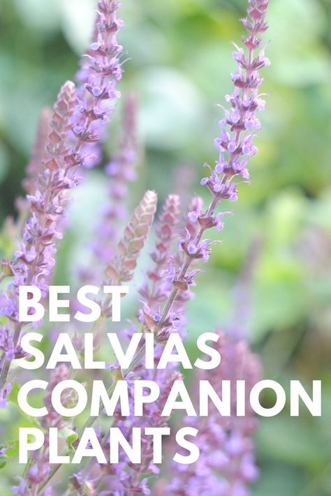 What to Plant with salvias : Best Salvias Companion Plants , flowers for shade Discover how to make the most of perennial salvias with these winning plant combinations, with expert advice Fall Planting Perennials, Salvia Garden, Flowers For Shade, Blue Salvia, Best Companion Plants, Salvia Plants, Flower Bed Plants, Companion Plants, Front Yard Garden Design