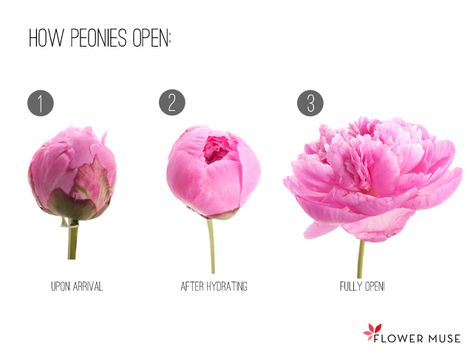 Peony Flower Care and Fun Facts ~ - KristyWicks.com Peony Blooming Stages, Blooming Flower Tattoo Stages, Closed Peony Tattoo, Closed Peonies, Peonies Blooming, Closed Peony, Wedding App, Cafe Wedding, Wedding Flowers Peonies