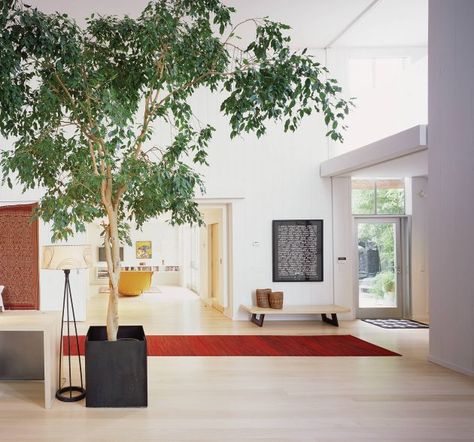 15 Beautiful Modern Foyer Designs That Will Welcome You Home Modern Foyer Design, Tall Indoor Plants, Modern Foyer, Weeping Fig, Ficus Benjamina, Indoor Tree, Modern Entry, Entry Design, Indoor Trees