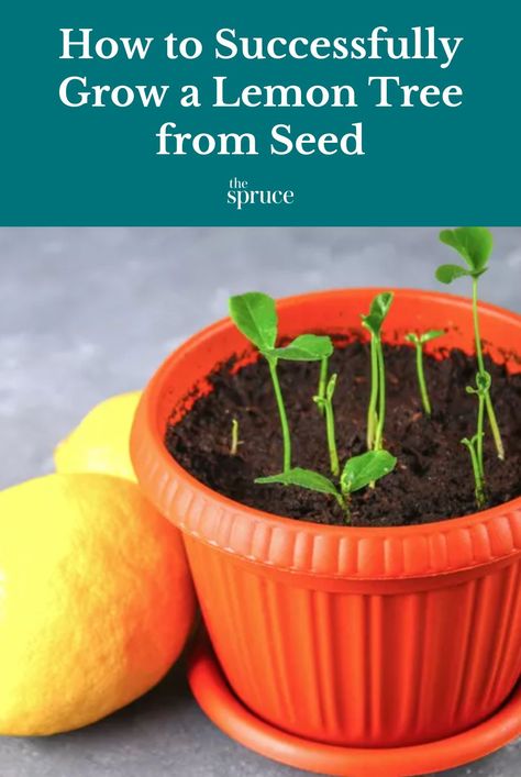 Growing a lemon tree from seed won’t produce the same quality and yield of lemons as a grafted tree but it’s a fun educational project with kids. #fruitgardenideas #gardeningadvice #houseplanthacks #howtogrow #indoorflowers #plantparenttips #thespruce How To Grow Lemons From Seeds, Lemon Plant From Seeds, Lemon Tree Potted Care, Planting Lemon Seeds, Growing A Lemon Tree, Lemon Tree Potted, Lemon Tree From Seed, Growing Lemon Trees, Lemon Plant