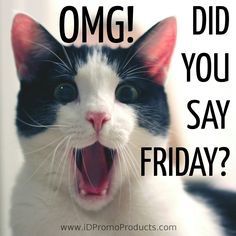 Gotta love the funny cat quotes! We all made it through the week and some people are just starting their Friday's (like me) I hope everyone has a happy day! Friday Memes, Friday Cat, Friday Meme, Friday Images, Funny Friday Memes, Good Morning Friday, Friday Quotes Funny, Happy Friday Quotes, Monday Humor