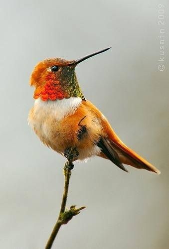 Rufous Hummingbird. Migrates through California. Pugnacious bird that tirelessly chases away other hummingbirds! Rufous Hummingbird, Hummingbird Pictures, Kinds Of Birds, All Birds, Exotic Birds, Pretty Birds, Bird Photo, Colorful Birds, Little Birds