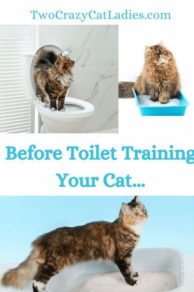 You’ve likely found this blog because you’re considering toilet training your cat. It’s becoming increasingly popular to teach cats to use the toilet instead of their litter box, but you need to understand what you might be setting yourself and your cat up for first. Parenting Checklist, Cat Necessities, Kitten Hacks, Cats Training, Kitty Tips, Cat Rooms, Cat Bubble, Cats Grooming, Cat Questions