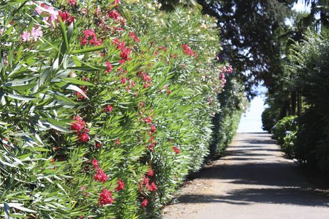 Oleander Hedge, Bushes For Privacy, Hedges Landscaping, Oleander Plants, Arizona Gardening, Privacy Hedge, Privacy Plants, Privacy Landscaping, Home Landscaping