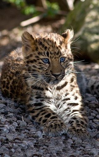 Female Amur Leopard Cub Funny Wildlife, Amur Leopard, Wild Animals Photos, Leopard Cub, Gato Grande, Baby Leopard, Endangered Animals, Leopard Animal, Wildlife Animals