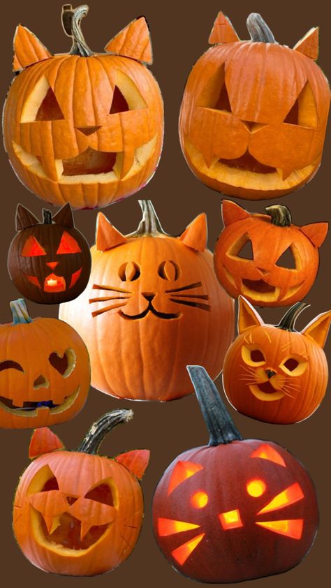 Cat Pumpkins Pumpkin Carving Ideas Sunflower, Cat Pumpkins Carvings, Pumpkin Cat Carving Ideas, Cat Pumpkin Carving Ideas, Pumpkin Carving Ideas Cat, Rat Pumpkin, Pumpkin Carving Cat, Jack O Lantern Cat, Halloween Fanart