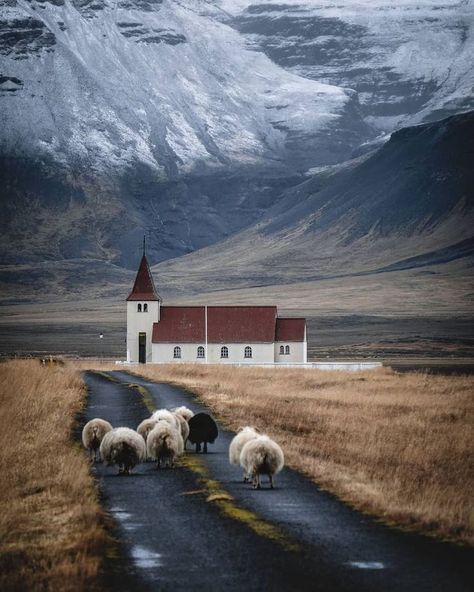 Soft and fluffy sheep, beautiful mountain landscapes. Light that just makes you feel the cold. Iceland. Country Churches, Western Region, Iceland Travel, Reykjavik, Beautiful Mountains, Pretty Places, 귀여운 동물, Belle Photo, Beautiful World