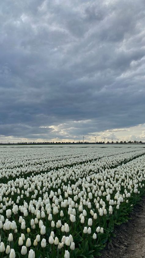 White Tulips Field, White Tulips Wallpaper, Tulips Field, Tulip Field, Boquette Flowers, Flower Iphone Wallpaper, Nothing But Flowers, Tulip Fields, Pretty Landscapes