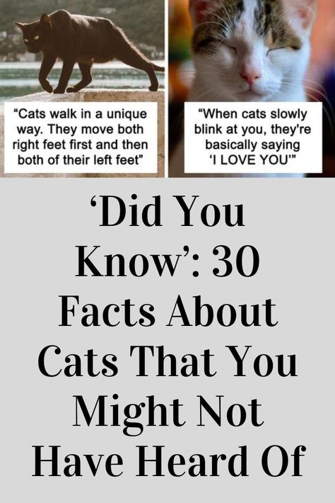 Facts About Cats Did You Know, Cat Fun Facts, Things To Know About Cats, Cat Facts Interesting, Cat Facts Funny, Fun Facts About Cats, Kitty Treats, Facts About Cats, Cat Area