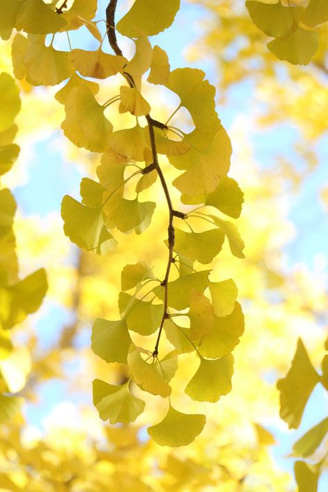 Ginkgo Tree, Gingko Leaves, Plant Fungus, Dream Photography, Canvas Painting Designs, Big Leaves, Ginkgo Leaf, Tree Wallpaper, Beautiful Flowers Wallpapers