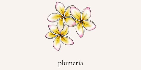 Frangipani Tattoo Colour, Dainty Plumeria Tattoo, Plumeria And Monstera Tattoo, Fragapani Flower Tattoo, Frangapenni Tattoo, Plumeria Tattoo Color, Frangipani Tattoo Designs, Pink Iguana, Plumeria Drawing