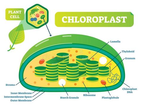 Plant Cell Labeled, Pelajaran Ipa, Botanical Academia, Plant Cell Structure, Animal Cell Project, Plant Lessons, Biology Diagrams, Biology Plants, Plant Physiology