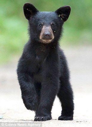 Bear Facts, Bear Standing, Black Bear Cub, American Black Bear, Baby Bears, Black Bears, Tin Man, Bear Cub, Bear Pictures