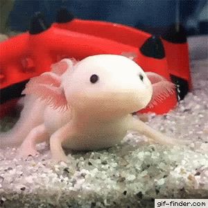 Axolotl Cute, Cute Reptiles, Reptiles And Amphibians, An Animal, Sea Animals, Cute Little Animals, 귀여운 동물, Cute Funny Animals, Beautiful Creatures