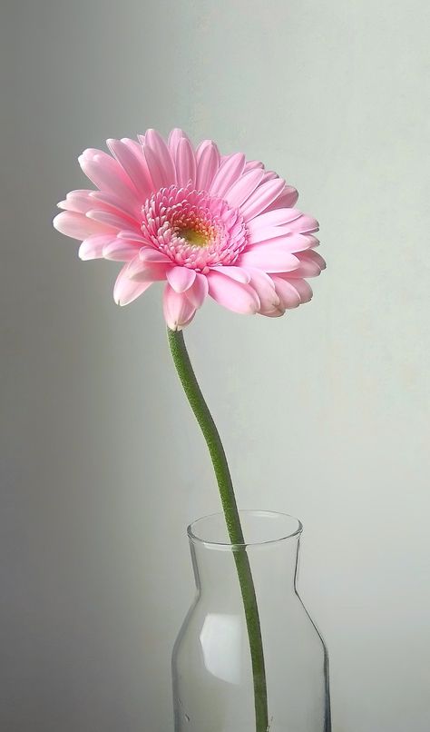 Pink Gerbera Daisy, Gerbera Photography, Single Flower Aesthetic, Gerbera Flower, Pink Gerbera, List Of Flowers, Flowery Wallpaper, Orchid Arrangements, Flower Arrangements Simple