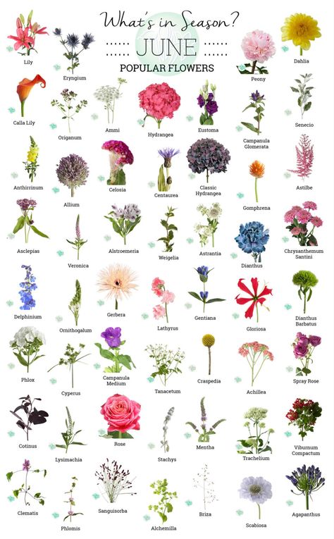 Types Of Pretty Flowers, Wedding Floral Guide, Wedding Flower Season Chart, Flower Season Chart, June Flowers For Wedding, List Of Spring Flowers, Florist Flower Guide, Best Flowers For June Wedding, June Wedding Flower Arrangements