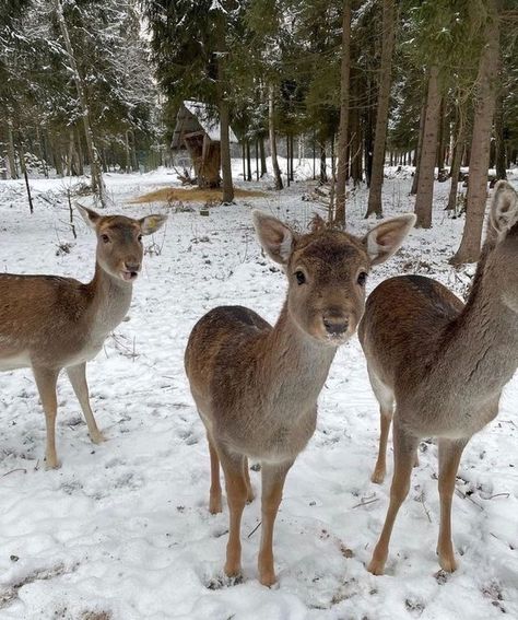 Christmas Dreaming, I Love Winter, Ski Season, Christmas Feeling, Winter Love, Snow Angels, Christmas Wonderland, Winter Pictures, Winter Wonder