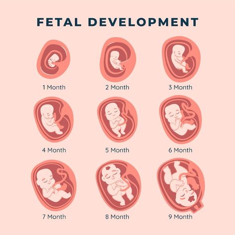 Free Vector | Free vector hand drawn fetal development infographic Basic Anatomy, Vestibular System, Basic Anatomy And Physiology, Fetal Development, Developmental Milestones, Baby Monitor, Anatomy And Physiology, Vector Hand, Premium Vector