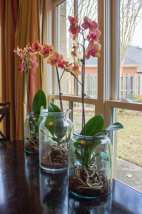 Tanaman Air, Orchids In Water, Repotting Orchids, Indoor Orchids, Plant In Glass, Orchid Plant Care, نباتات منزلية, Vase Collection, Growing Orchids